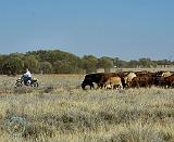Cattle mustering in Australia 9P007D-26